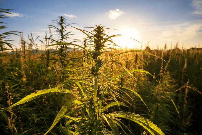 What is HHC? Full Guide - Sticky Green Flower