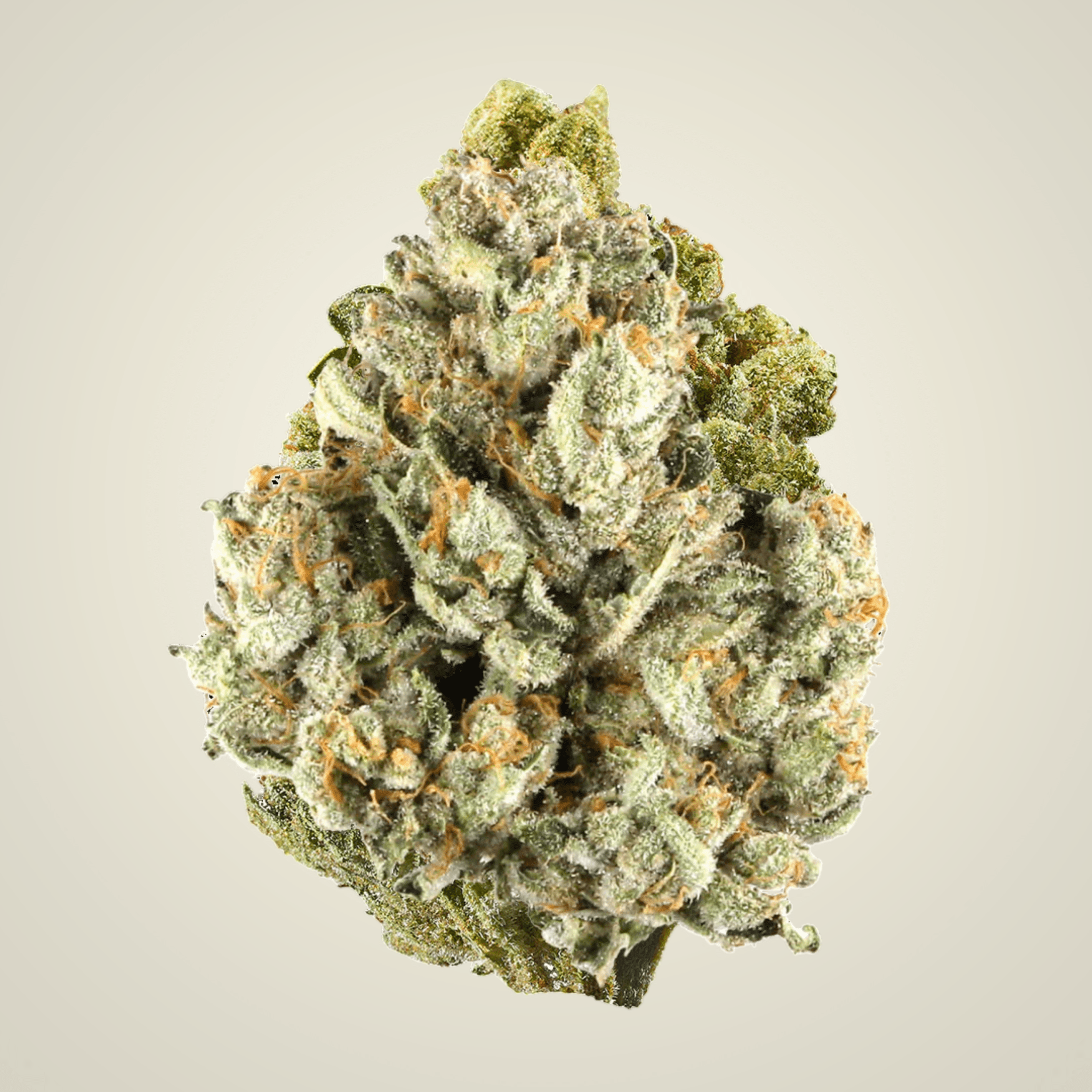 Colombia Gold Top Shelf THCa Flower (Sativa) | Sticky Green