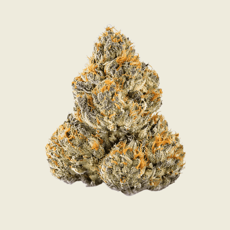 Kandy Kane Candy Collection Flower (Indica) - Sticky Green Flower