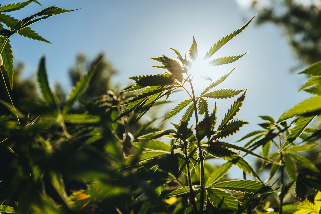 American Hemp Is Making a Comeback: How Farmers Are Reviving a Historic U.S. Crop? - Sticky Green Flower