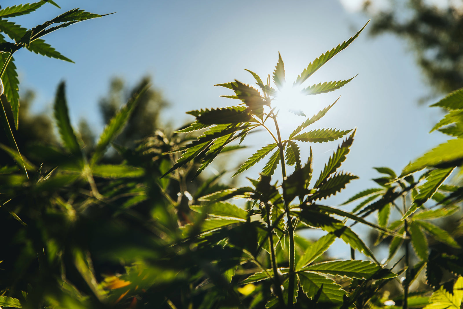 American Hemp Is Making a Comeback: How Farmers Are Reviving a Historic U.S. Crop? - Sticky Green Flower