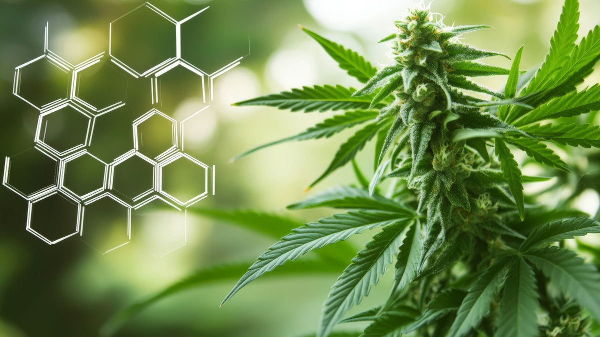Cannabis Terpene Chart 101: A Beginners Guide - Sticky Green Flower