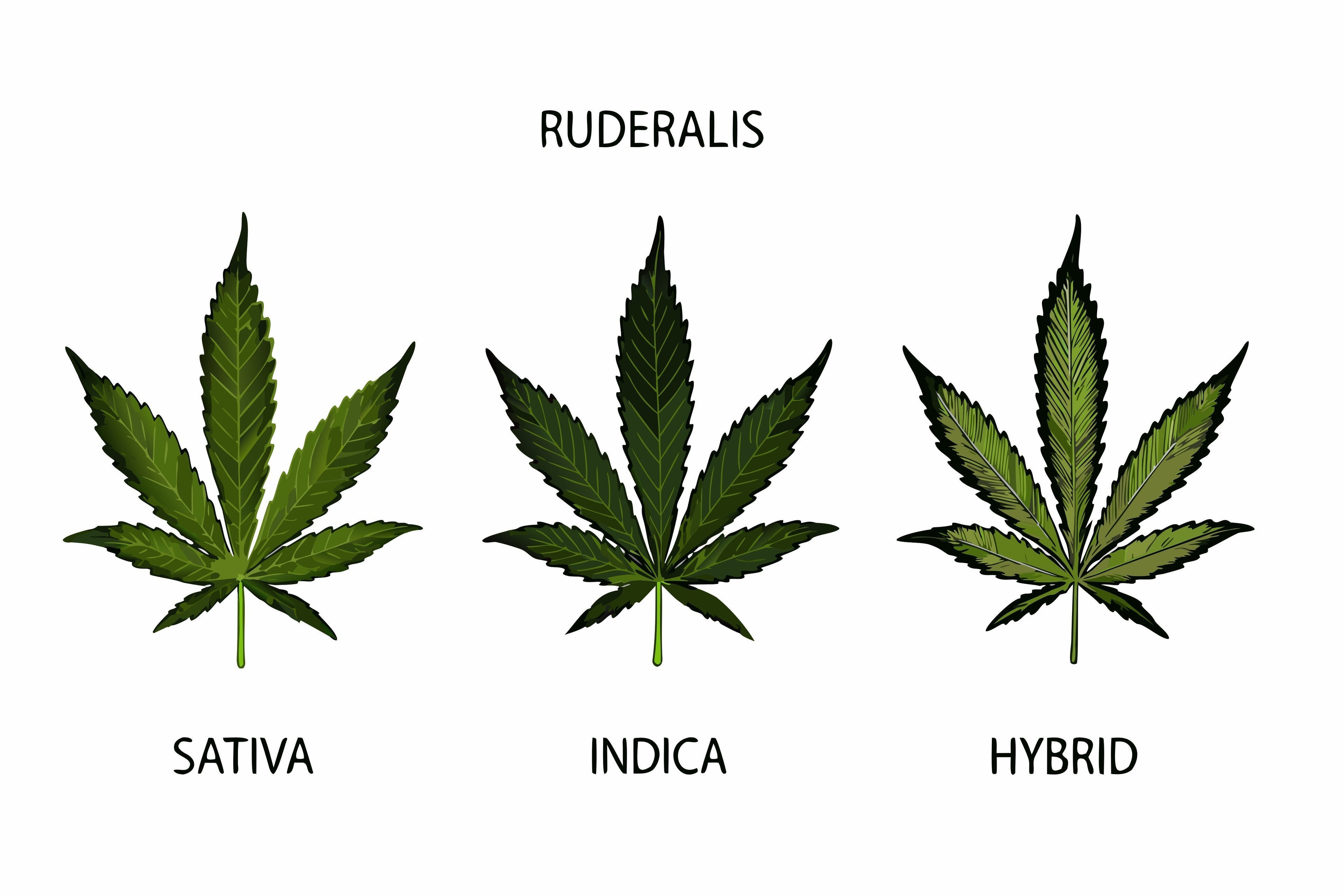 Indica vs. Sativa vs. Hybrids: Cannabis Type Comparison - Sticky Green Flower