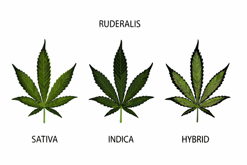 Indica vs. Sativa vs. Hybrids: Cannabis Type Comparison - Sticky Green Flower