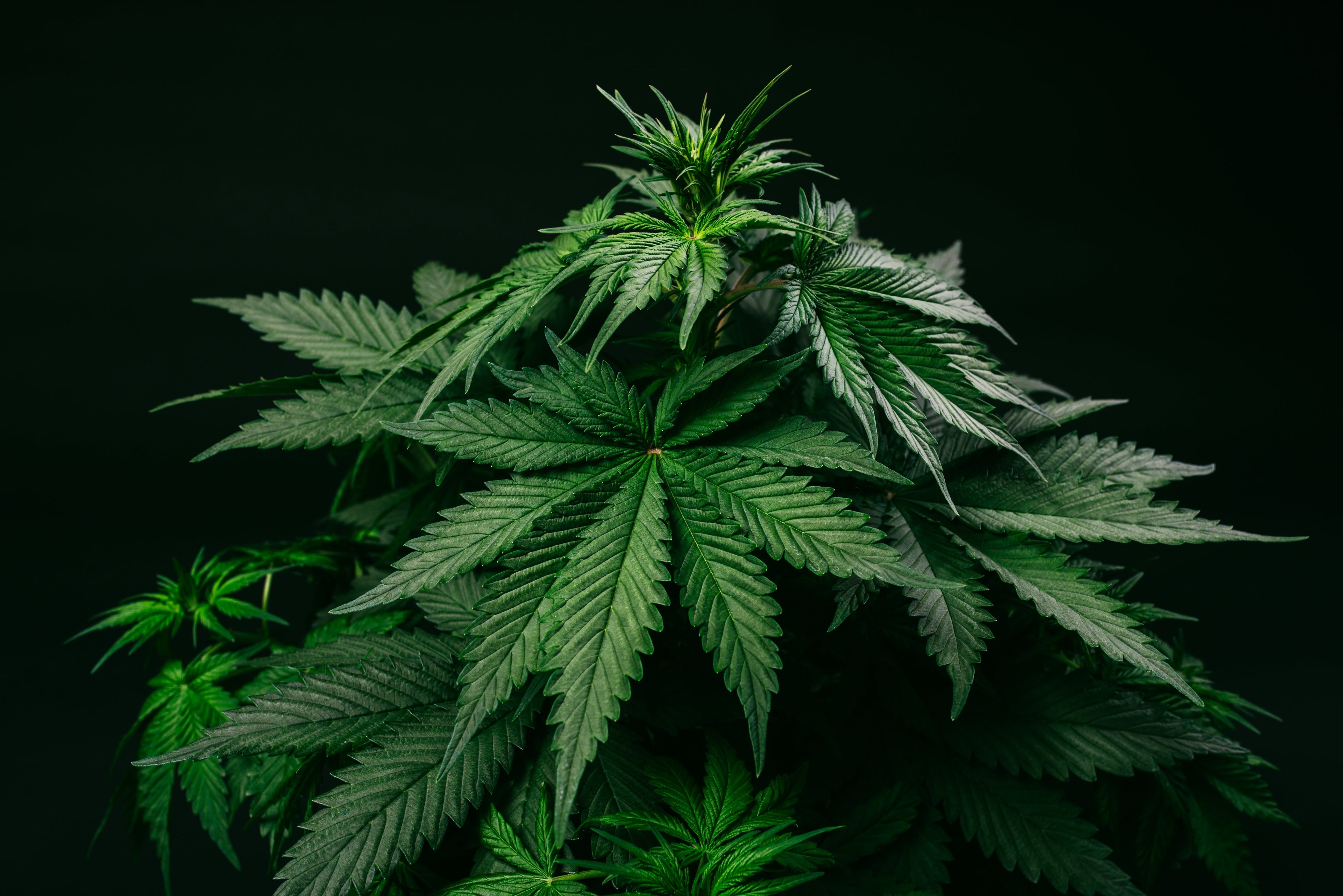 Is Indica a Downer? Exploring Its Impact on Energy - Sticky Green Flower