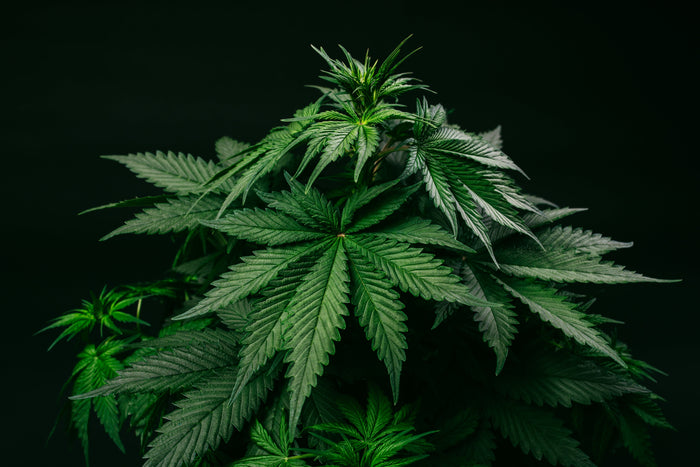 Is Indica a Downer? Exploring Its Impact on Energy - Sticky Green Flower