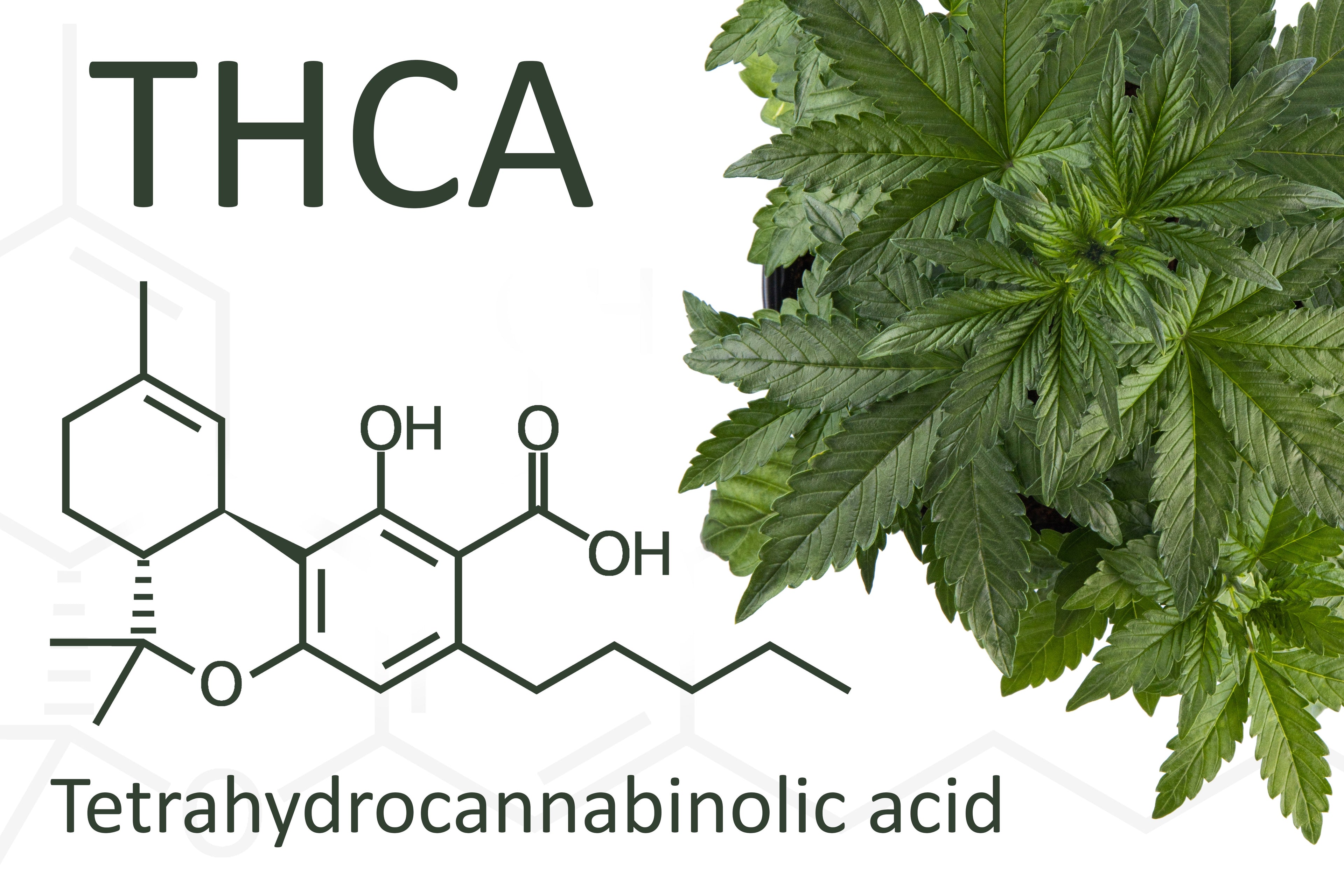 Is THCA Safe to Smoke? A Guide to Safe Use - Sticky Green Flower