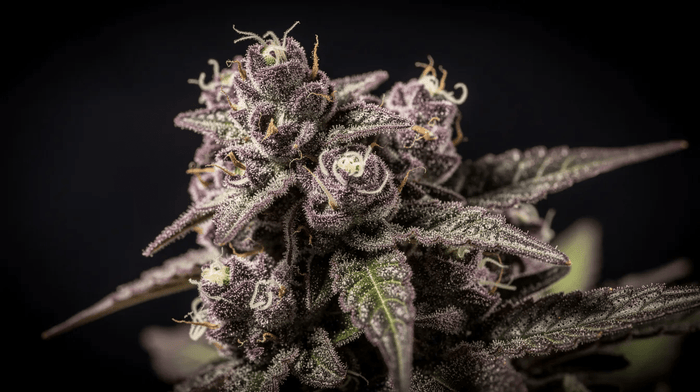 purple punch strains