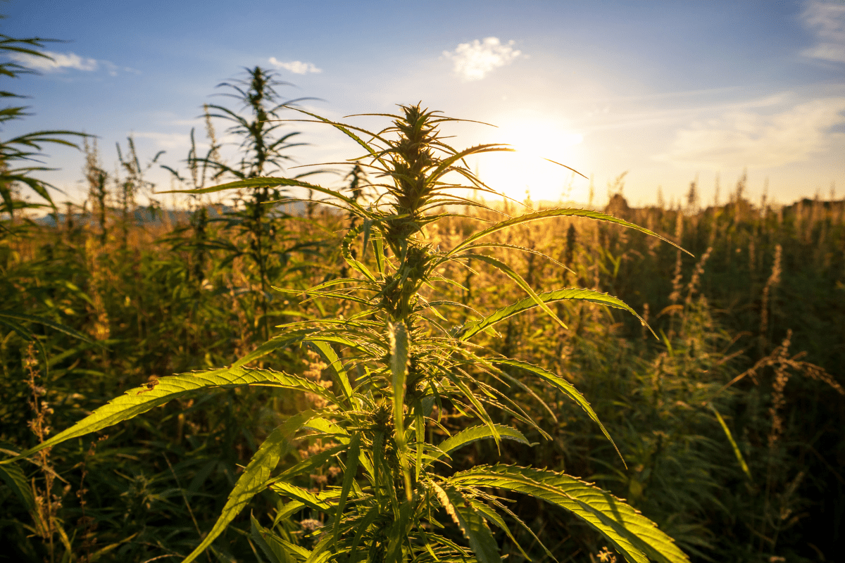 What is HHC? Full Guide - Sticky Green Flower