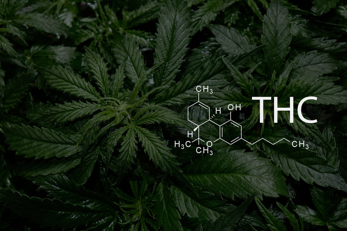 what is thc