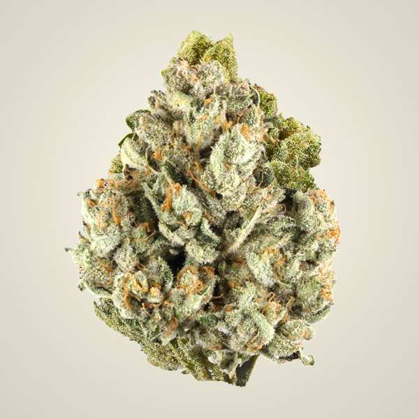 Colombia Gold Top Shelf Flower (Sativa)