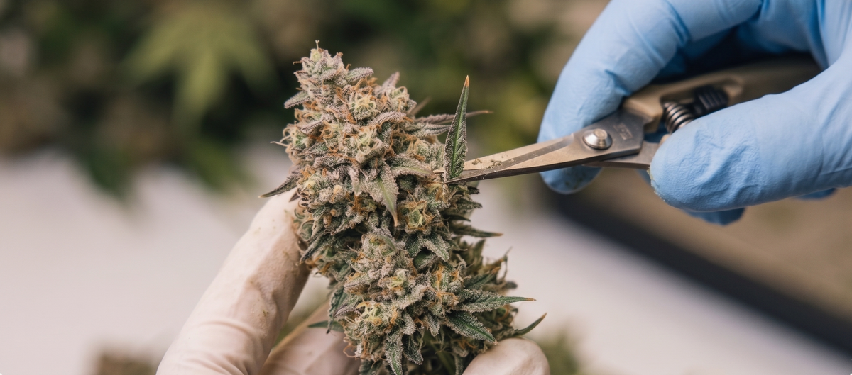 Hand-trim.
