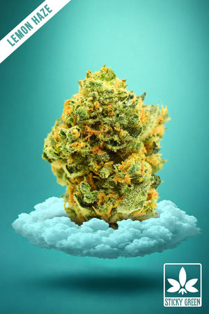 Lemon Haze Green House Flower (Indica) - Sticky Green Flower