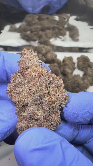 Maple Glazed Private Reserve Flower (Indica)