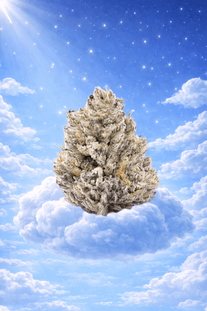 Purple Punch Green House Flower 14g (Sativa) - Sticky Green Flower