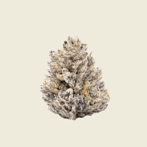 Purple Punch Green House Flower 14g (Sativa)