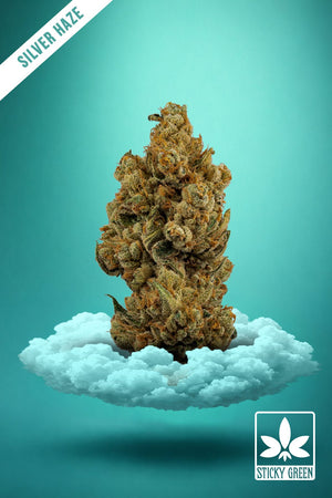 Silver Haze High Grade Flower (1oz) - Sticky Green Flower